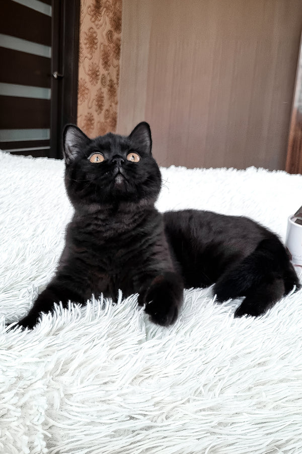 Jas | British Shorthair Kitten