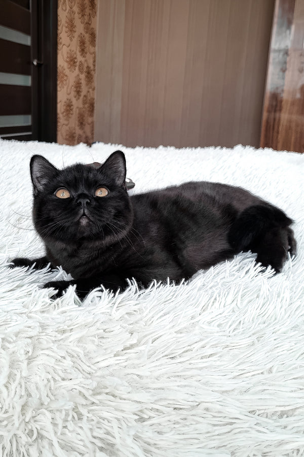 Jas | British Shorthair Kitten