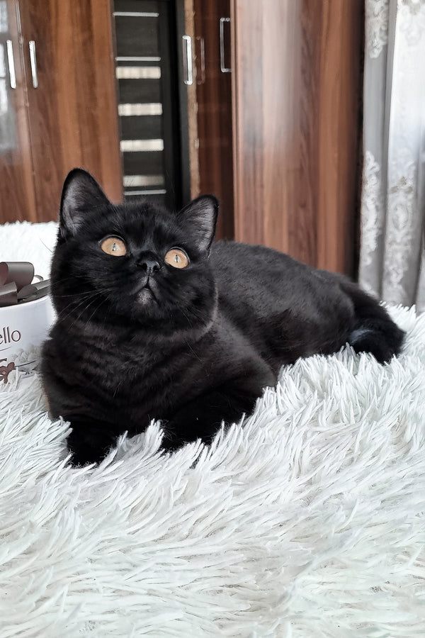 Jas | British Shorthair Kitten