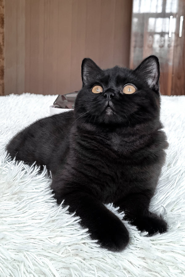 Jas | British Shorthair Kitten