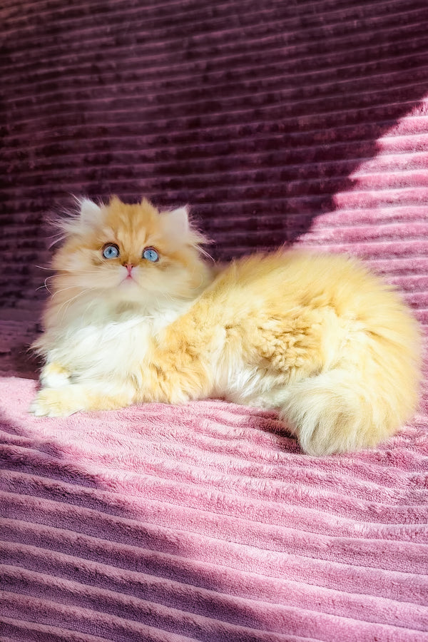 Jasmin | British Longhair Kitten
