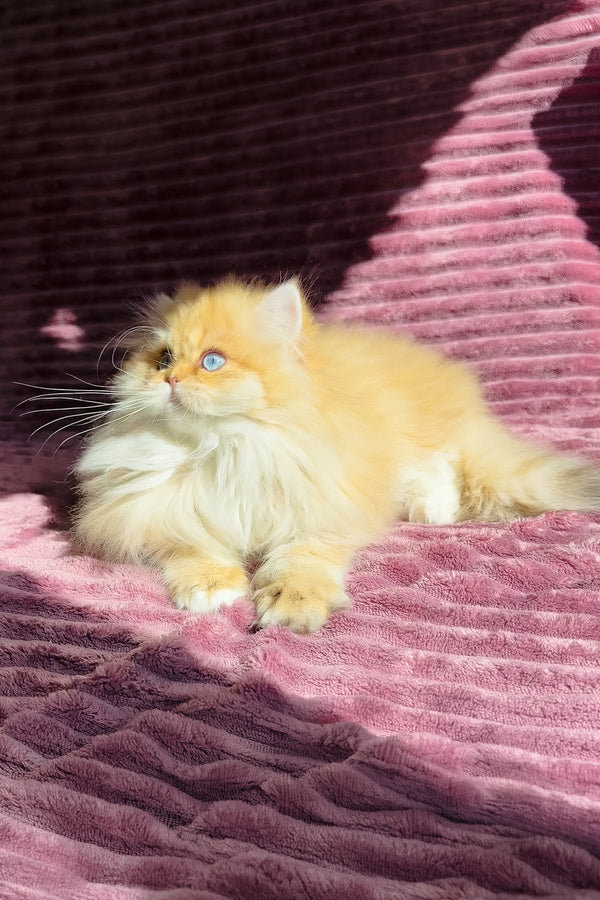 Jasmin | British Longhair Kitten