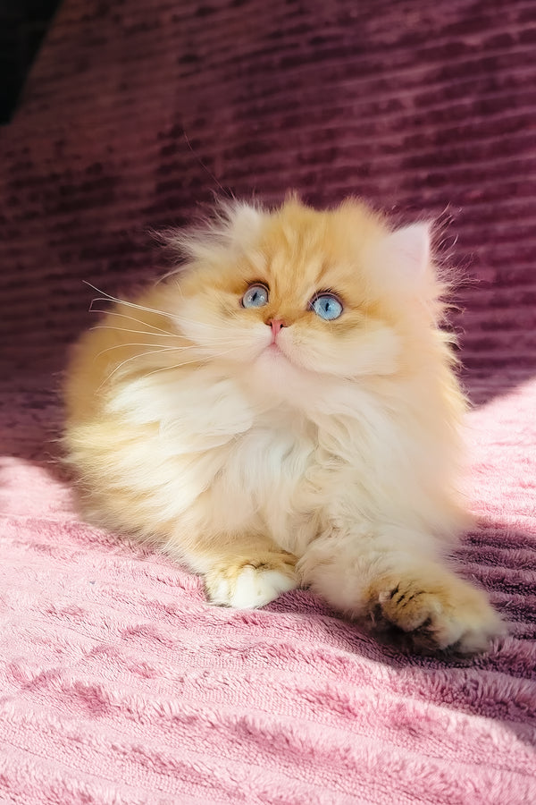 Jasmin | British Longhair Kitten