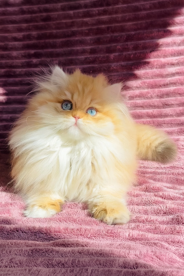 Jasmin | British Longhair Kitten