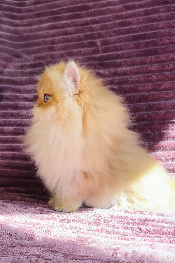 Jasmin | British Longhair Kitten
