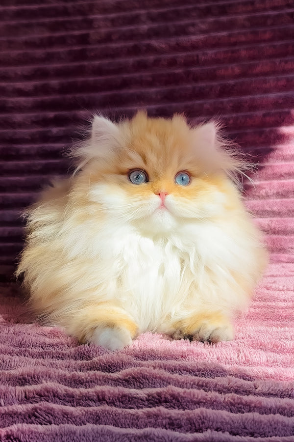 Jasmin | British Longhair Kitten