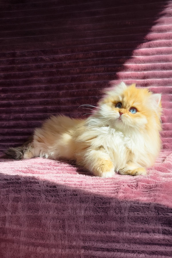 Jasmin | British Longhair Kitten