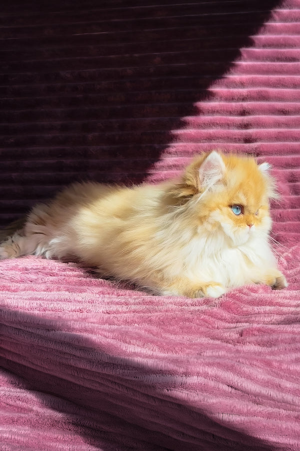 Jasmin | British Longhair Kitten