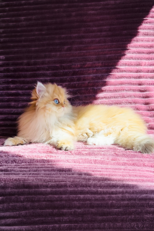 Jasmin | British Longhair Kitten