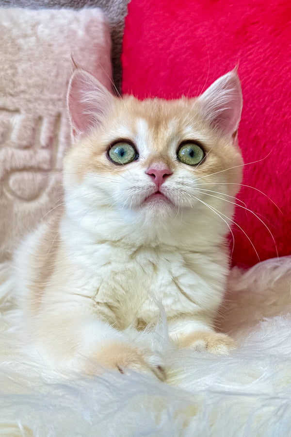 Jasmine | British Shorthair Kitten