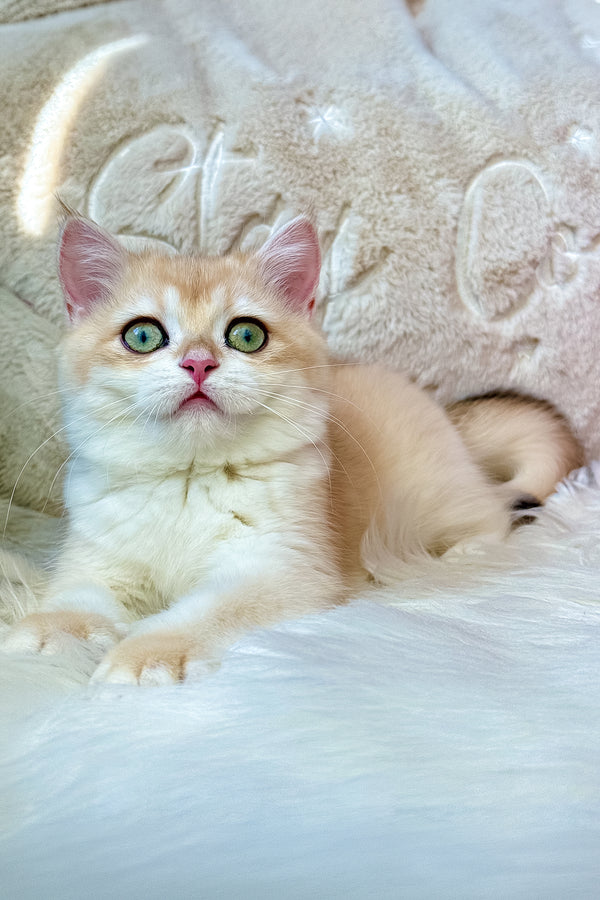 Jasmine | British Shorthair Kitten