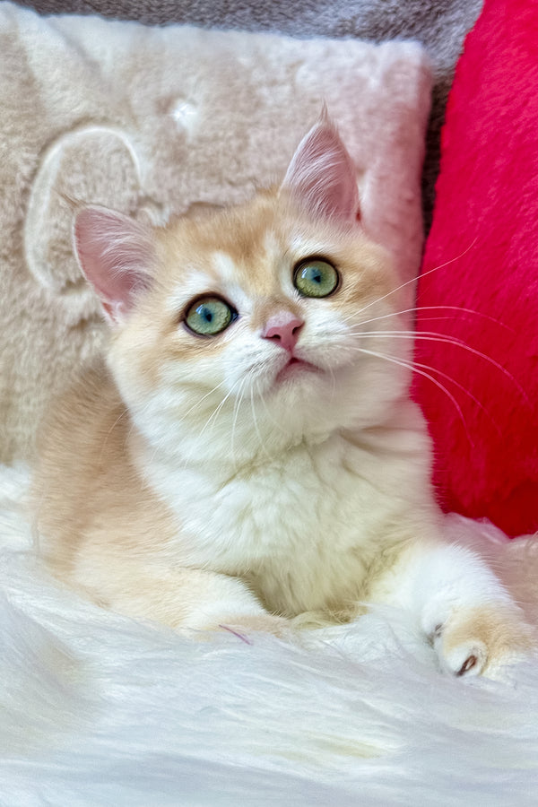 Jasmine | British Shorthair Kitten