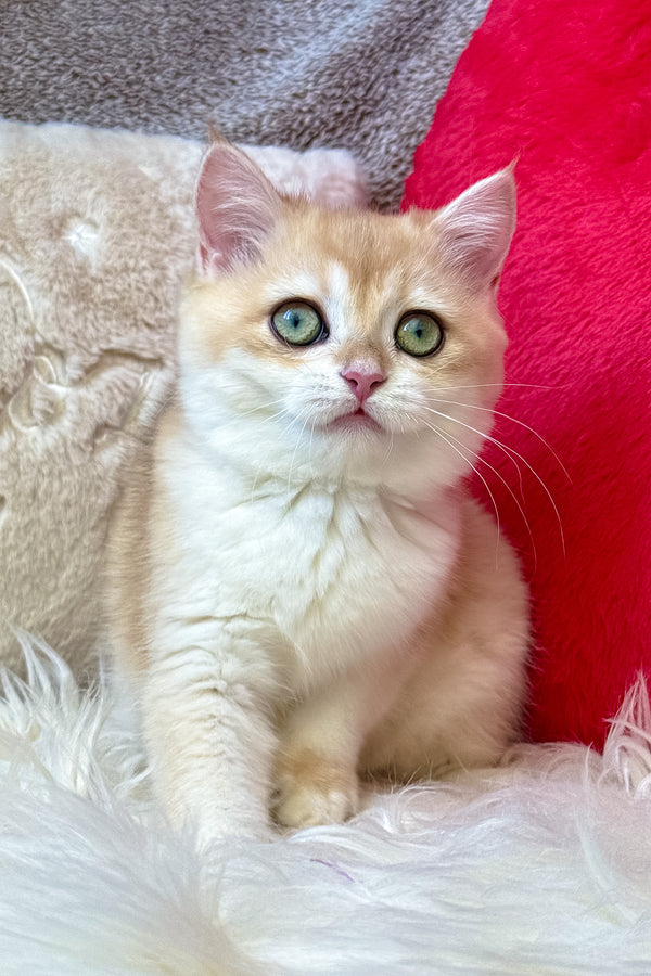 Jasmine | British Shorthair Kitten