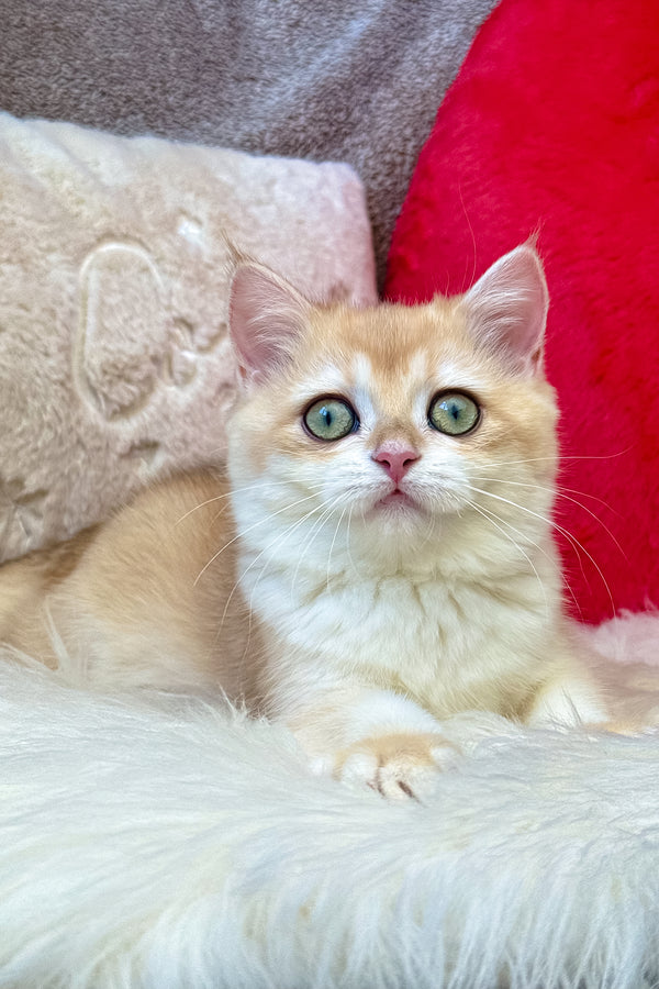 Jasmine | British Shorthair Kitten