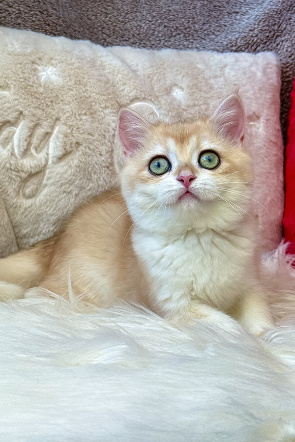 Jasmine | British Shorthair Kitten