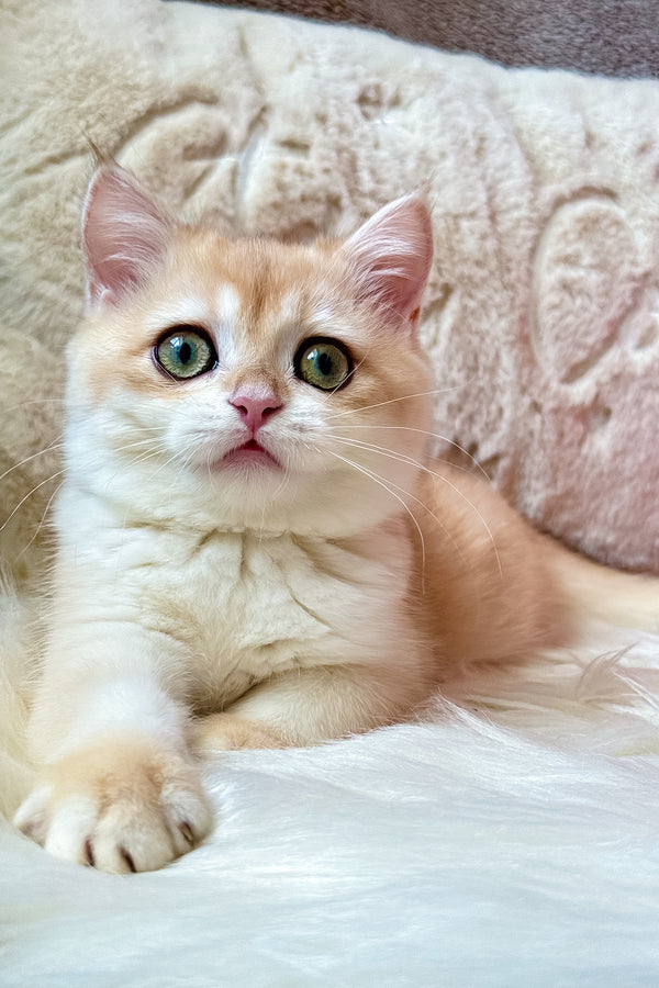 Jasmine | British Shorthair Kitten