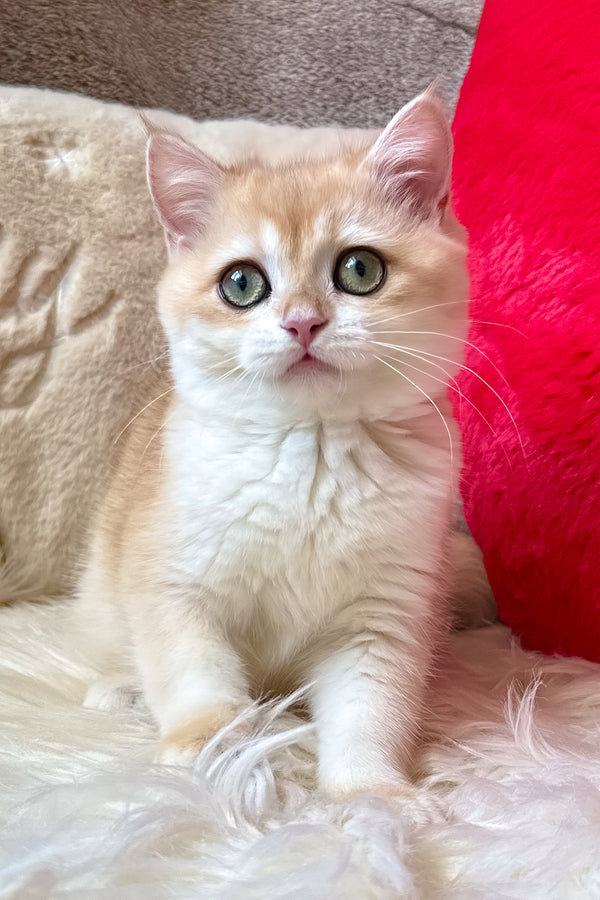 Jasmine | British Shorthair Kitten