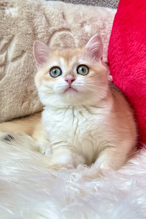 Jasmine | British Shorthair Kitten