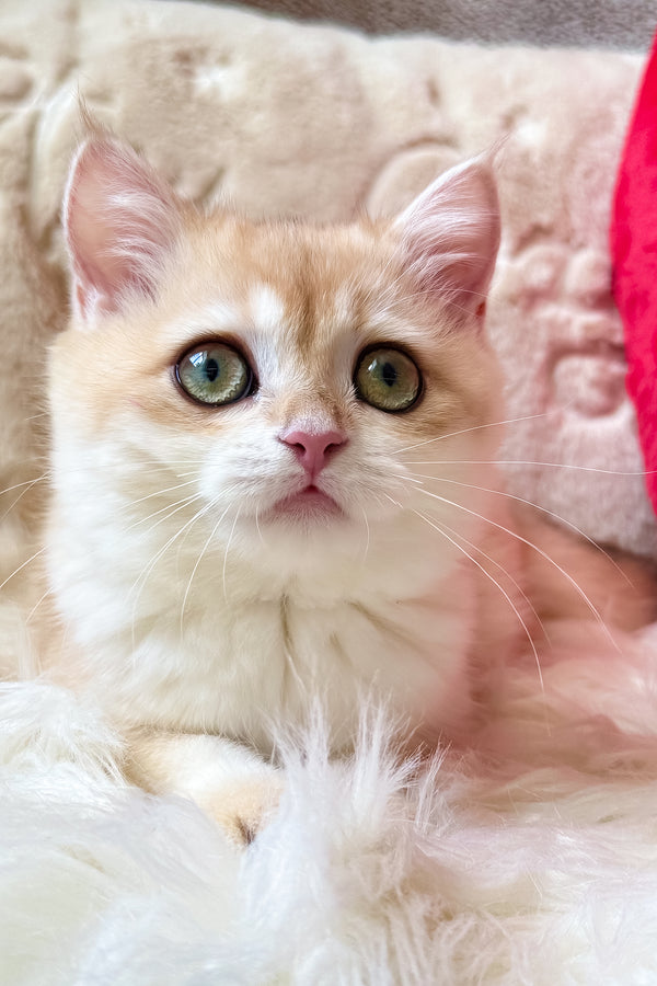 Jasmine | British Shorthair Kitten