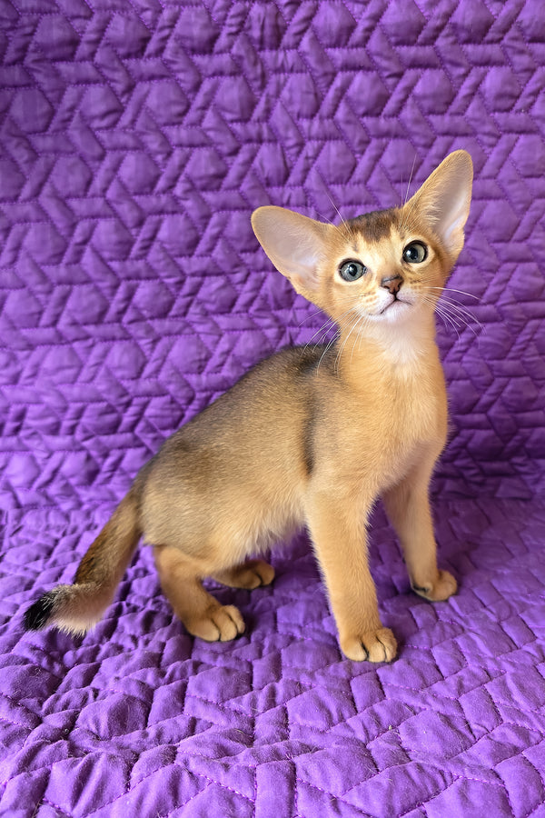 Jasmine | Abyssinian Kitten