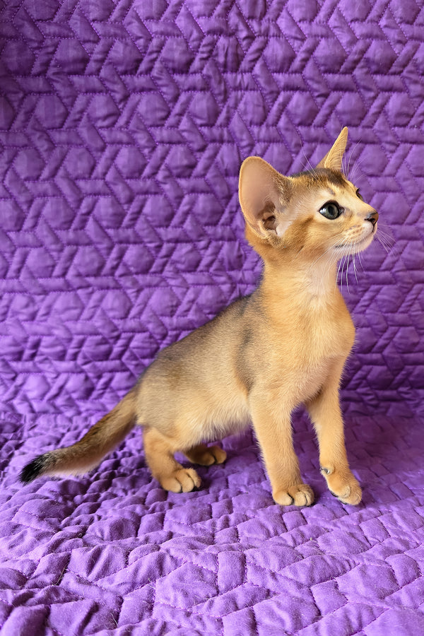 Jasmine | Abyssinian Kitten