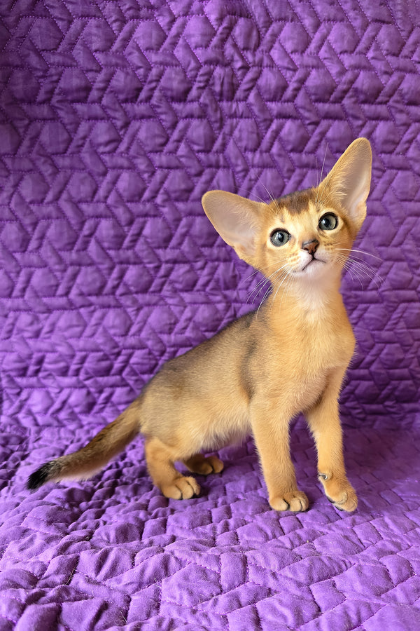 Jasmine | Abyssinian Kitten