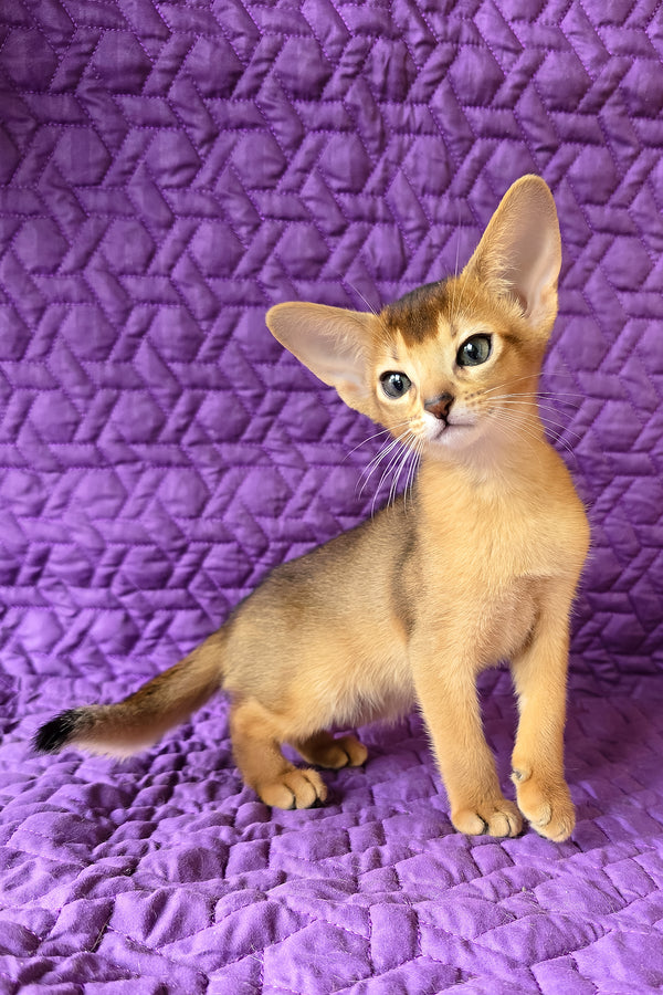 Jasmine | Abyssinian Kitten