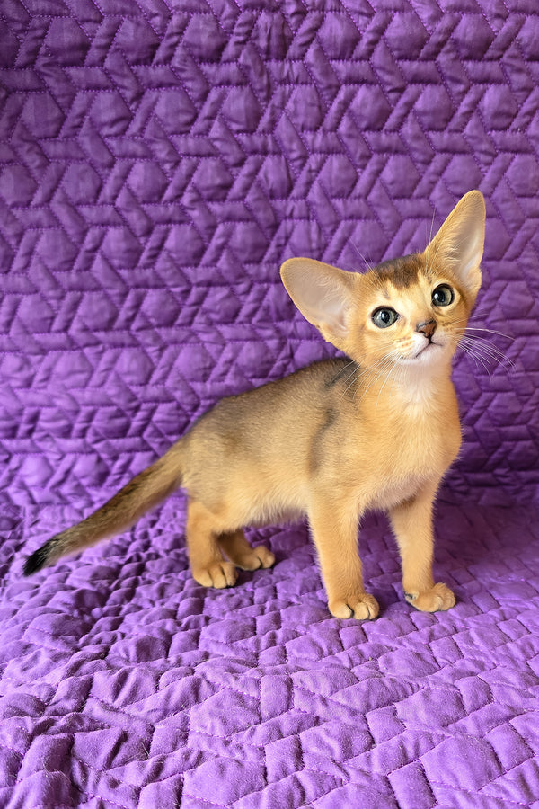 Jasmine | Abyssinian Kitten
