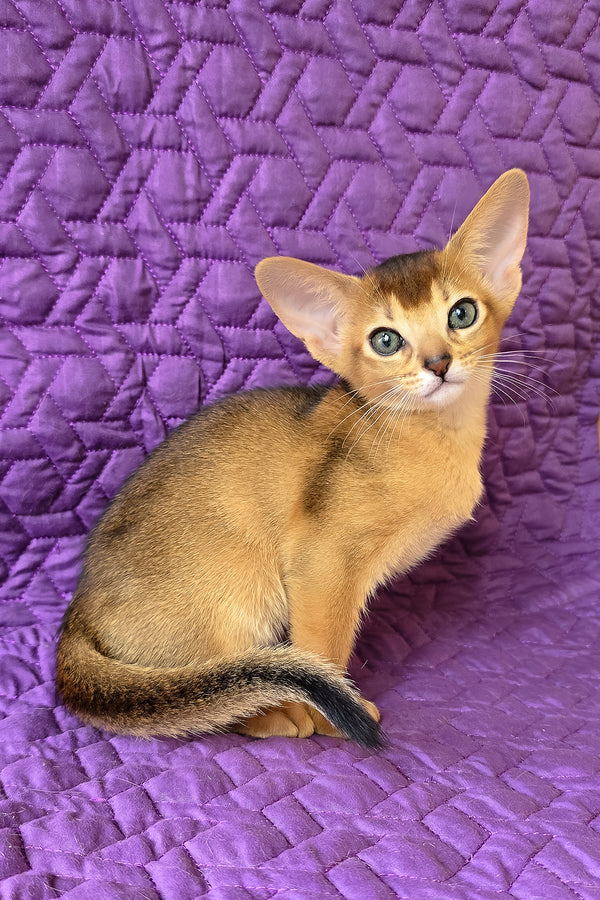 Jasmine | Abyssinian Kitten