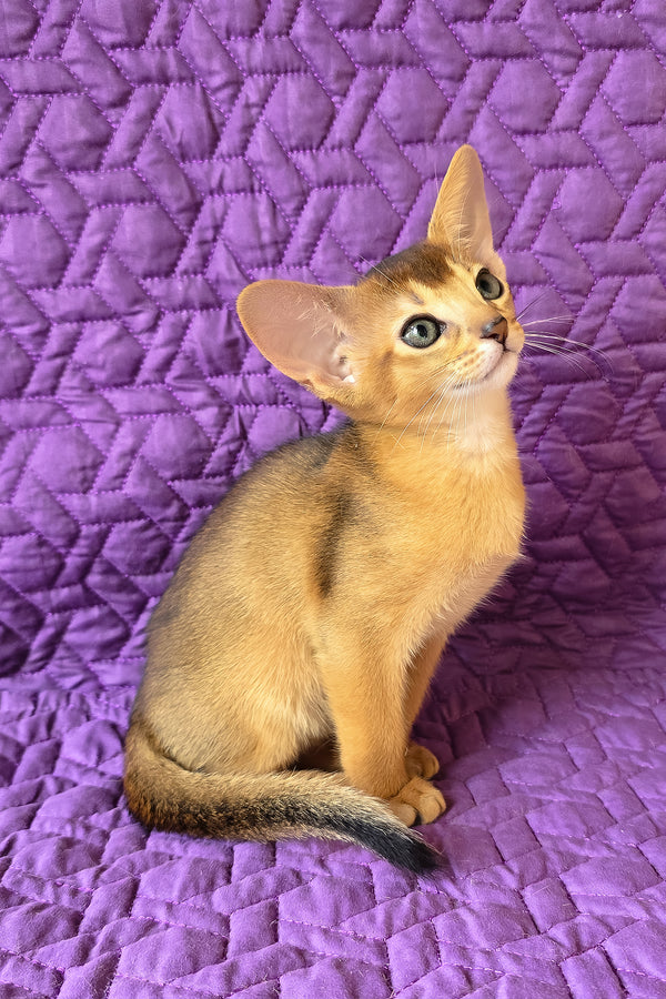 Jasmine | Abyssinian Kitten