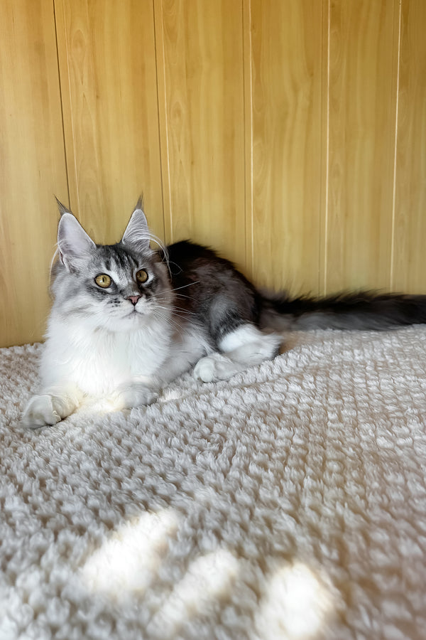 Jasmine | Maine Coon Kitten