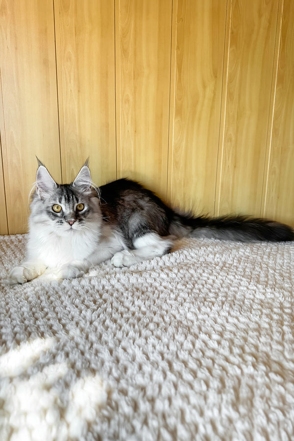 Jasmine | Maine Coon Kitten