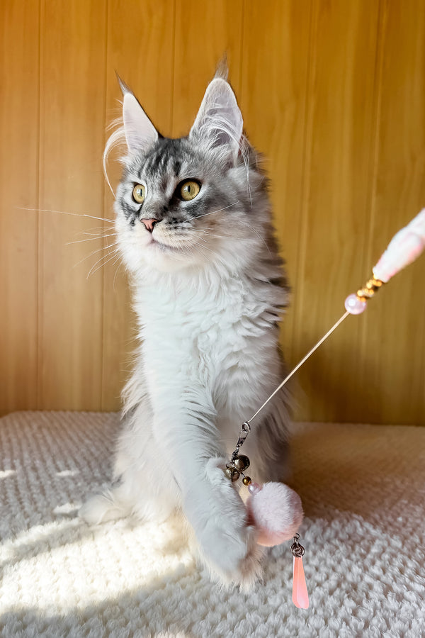 Jasmine | Maine Coon Kitten