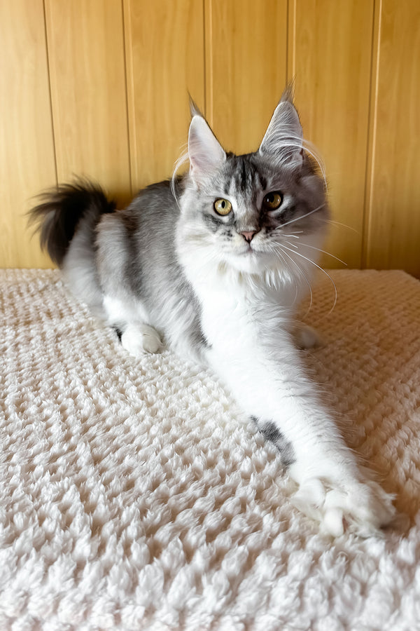 Jasmine | Maine Coon Kitten