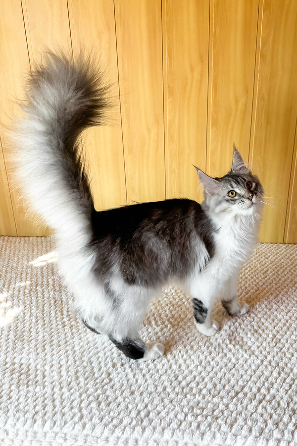 Jasmine | Maine Coon Kitten