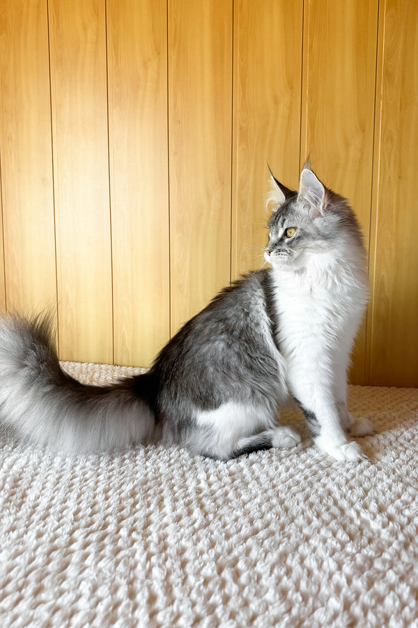 Jasmine | Maine Coon Kitten