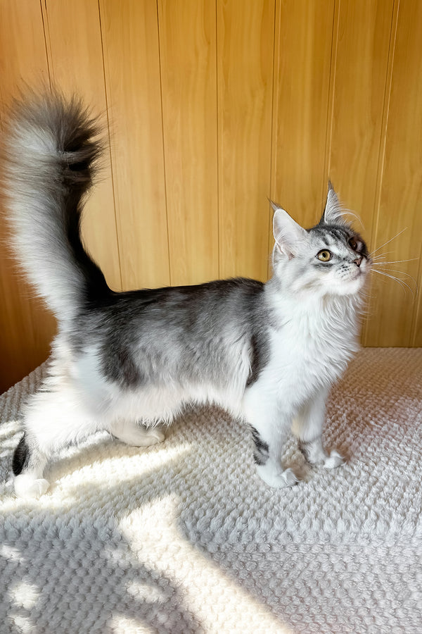 Jasmine | Maine Coon Kitten