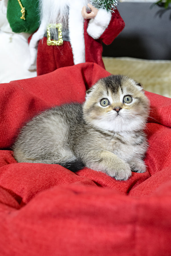 Jasmine | Scottish Fold Kitten