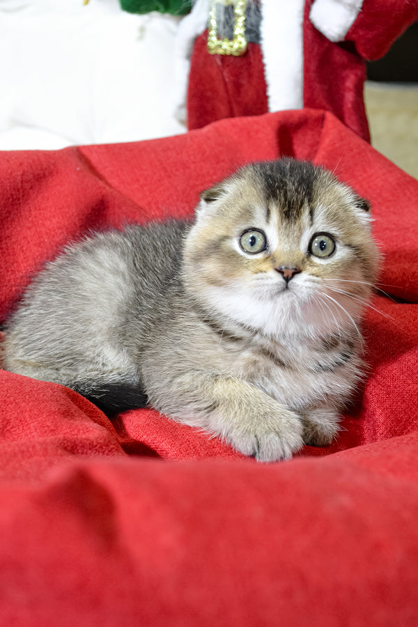 Jasmine | Scottish Fold Kitten