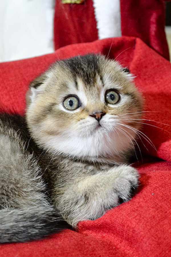 Jasmine | Scottish Fold Kitten