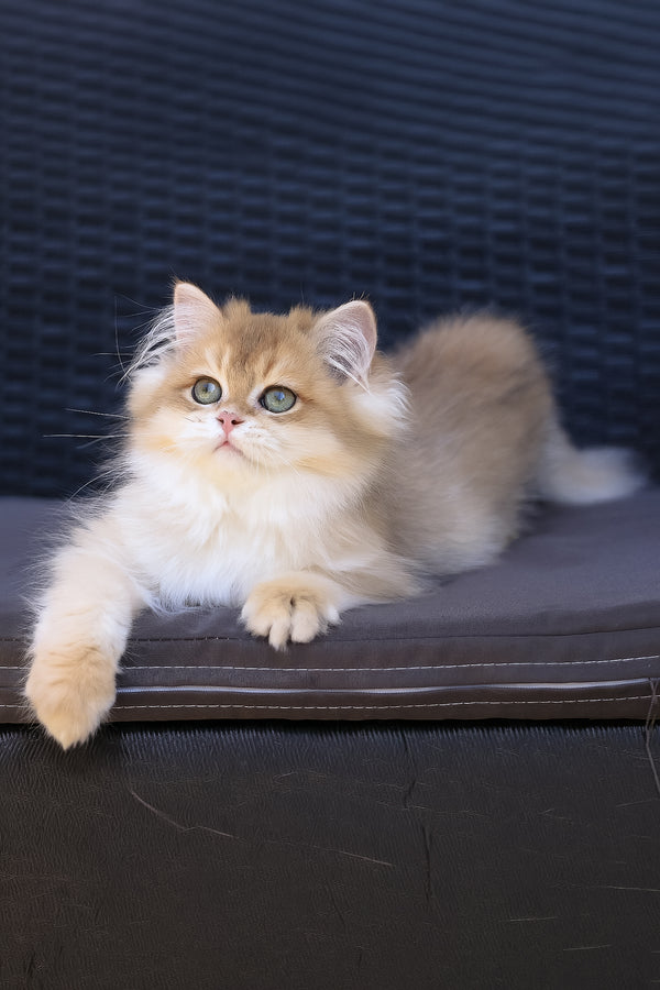 Jasper | British Longhair Kitten