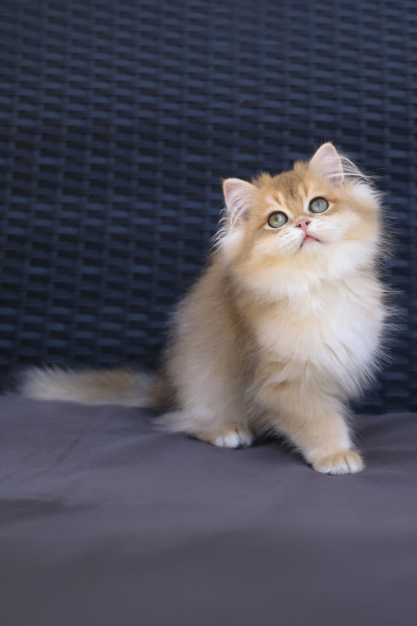 Jasper | British Longhair Kitten