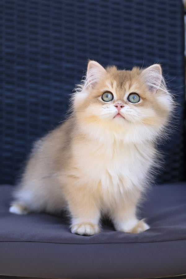 Jasper | British Longhair Kitten
