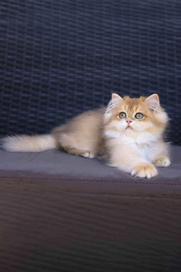 Jasper | British Longhair Kitten