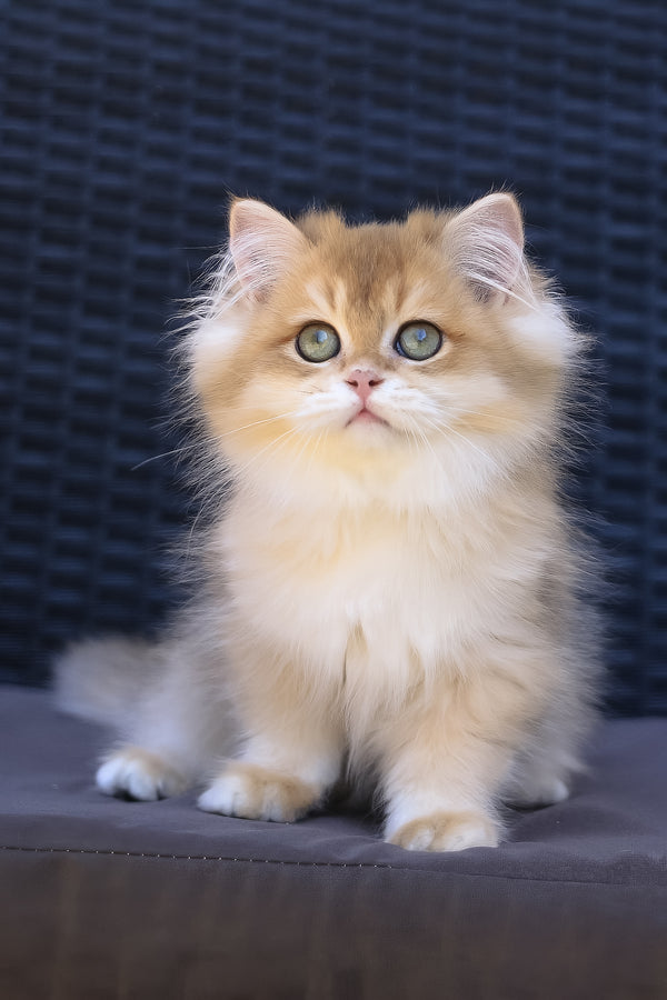 Jasper | British Longhair Kitten