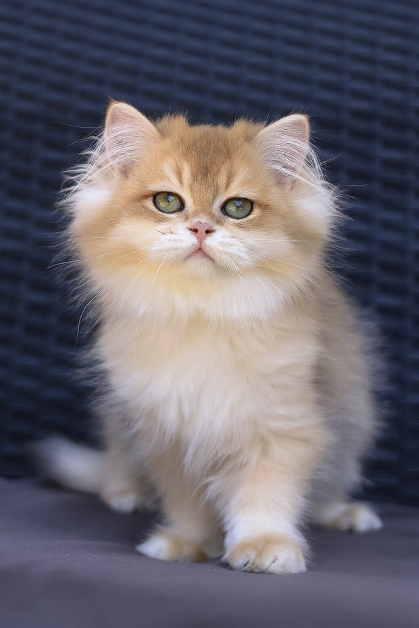 Jasper | British Longhair Kitten