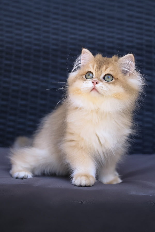 Jasper | British Longhair Kitten