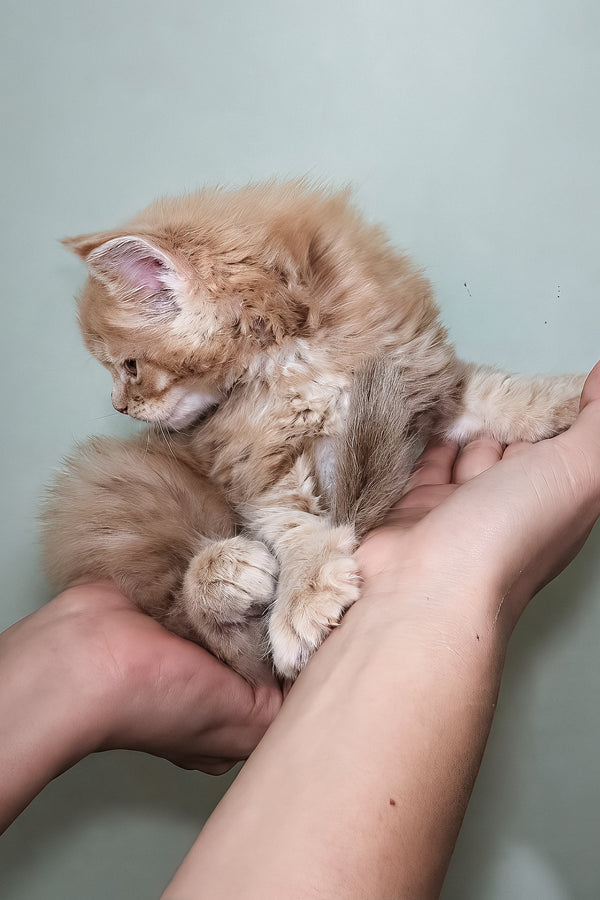 Jasper | Maine Coon Kitten