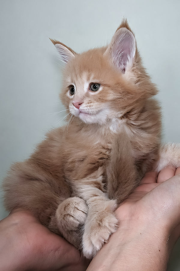 Jasper | Maine Coon Kitten