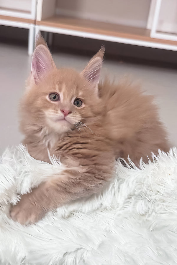 Jasper | Maine Coon Kitten